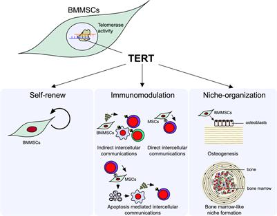 Extracellular vesicles rejuvenate the microenvironmental modulating function of recipient tissue-specific mesenchymal stem cells in osteopenia treatment